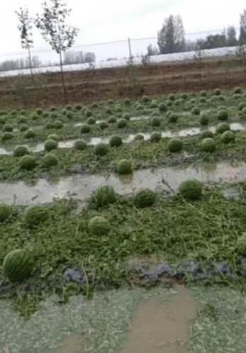 窗外“妖风”阵阵！青岛局部地区下冰雹暴雨！天灾无情 祈福农民 祈福百姓